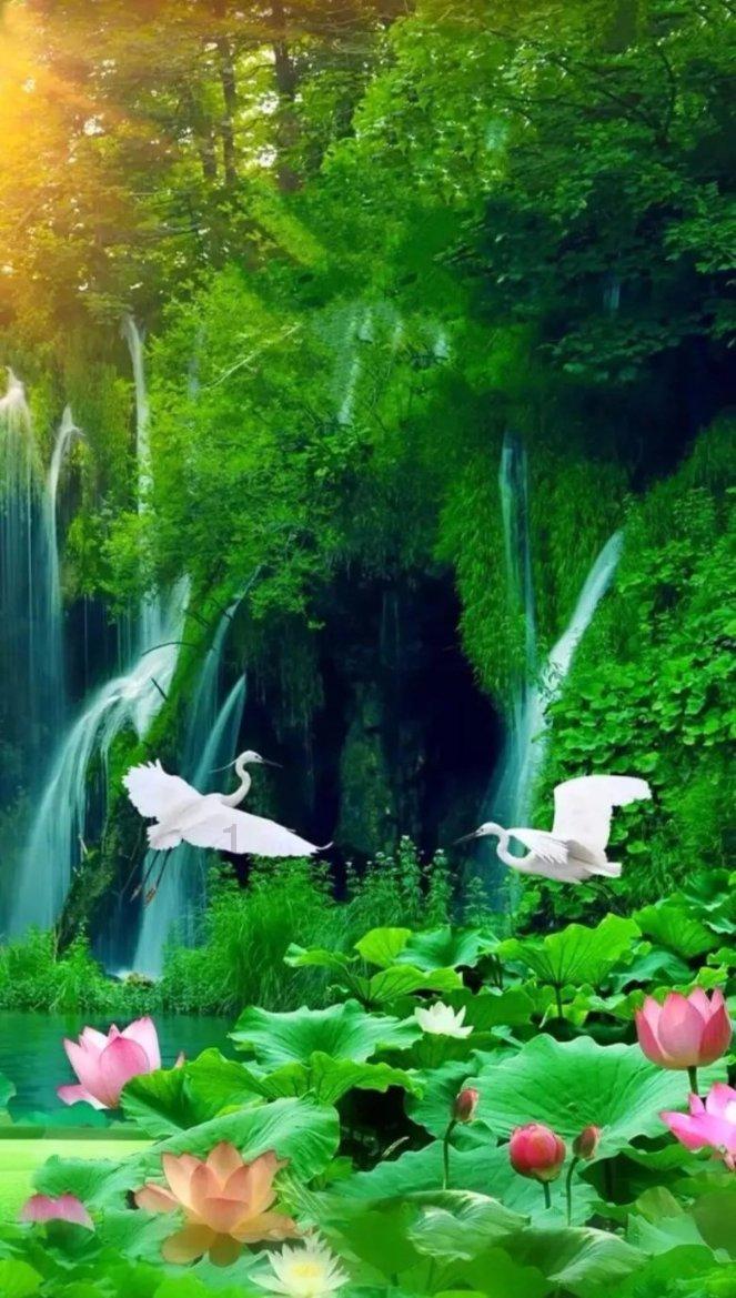 春雨直播app